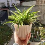 استفاده از گیاه سنجاقی در فضاهای کوچک داخلی