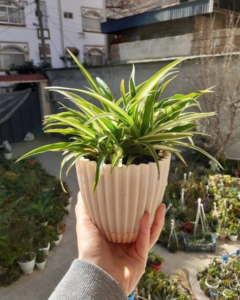 استفاده از گیاه سنجاقی در فضاهای کوچک داخلی