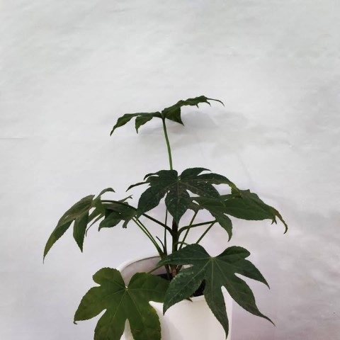 خرید آرالیای برگ پهن ژاپنی برای تزئین فضای داخلی دفاتر مشاوره
