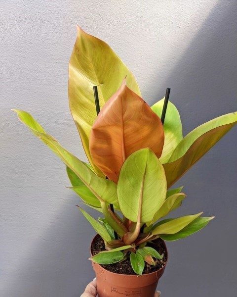 فیلودندرون شاهزاده برای تزئین فضای سبز آپارتمان