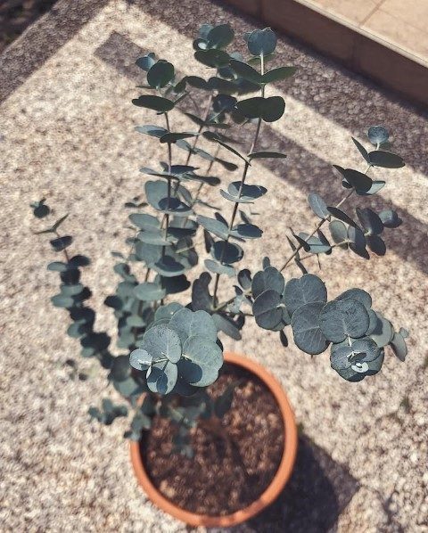 گیاه اکالیپتوس برای فضای سبز پشتی خانه
