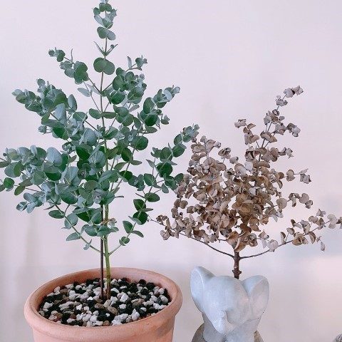 خرید اینترنتی گیاه اکالیپتوس برای فضاهای نوار و باغچه‌های عمومی