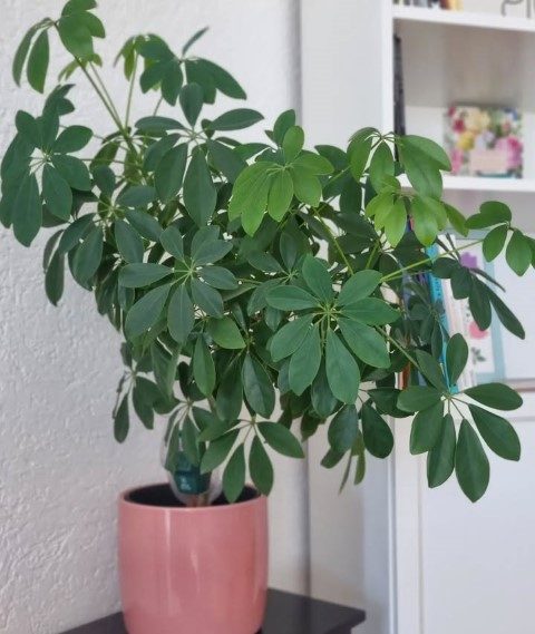 استفاده از شفلرا برای طراحی فضای سبز مطب‌ها و کلینیک‌ها