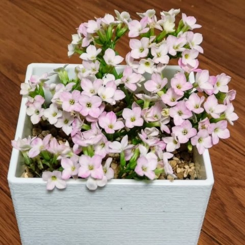 گیاه کالانکوئه برای طراحی فضاهای روشن منزل