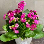 گیاه کالانکوئه برای تزئین فضای اطراف پنجره