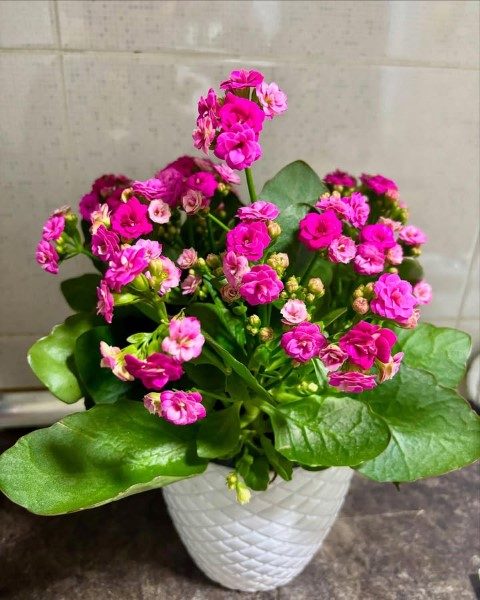 گیاه کالانکوئه برای تزئین فضای اطراف پنجره