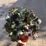 بگونیا رکس مناسب برای تزئین اتاق خواب