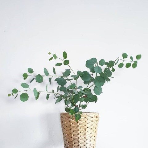 گیاه اکالیپتوس مناسب برای ایجاد حس آرامش در فضا