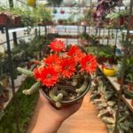خرید کاکتوس هنگینگ برای طراحی دکور پنجره‌های جنوبی