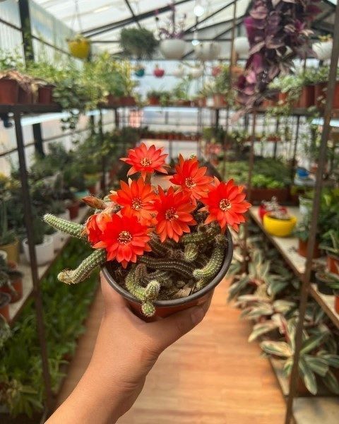 خرید کاکتوس هنگینگ برای طراحی دکور پنجره‌های جنوبی