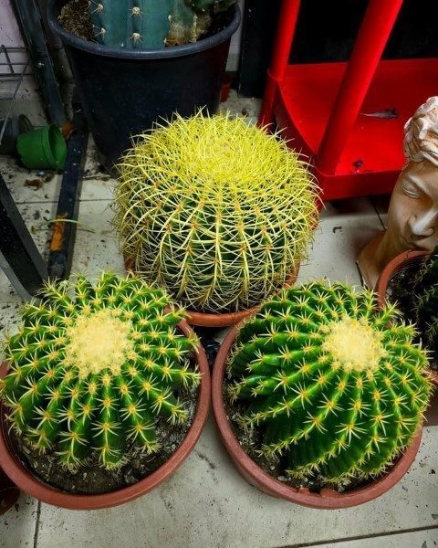 کاکتوس برای زیباسازی ویترین مغازه‌های کوچک
