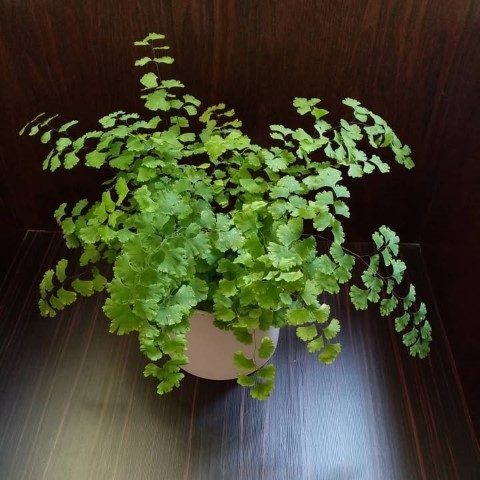 خرید پرسیاوشان برای فضای سبز کنار استخر
