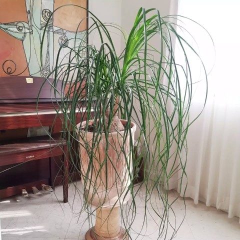 گیاه لیندا مناسب برای فضاهای مرطوب و گرم