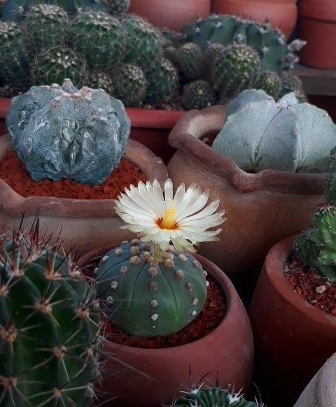 خرید کاکتوس برای فضای باز کوچک