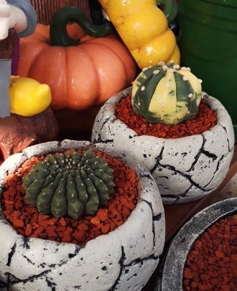 سفارش کاکتوس برای طراحی ویلاهای مدرن