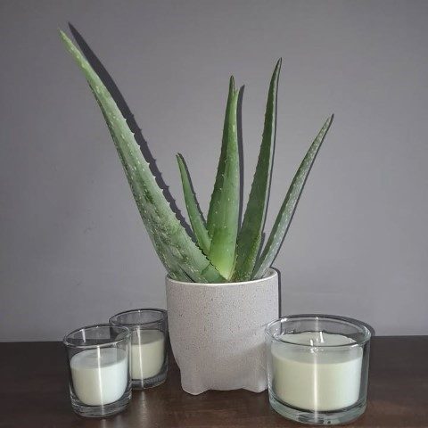 خرید آلوئه ورا برای نگهداری در فضاهای تجاری