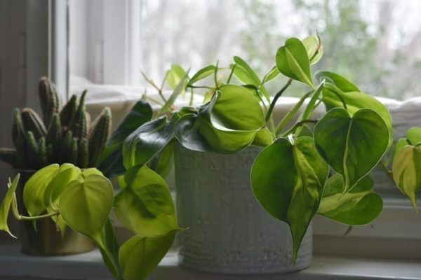 خرید فیلودندرون برگ قلبی برای فضای کم نور