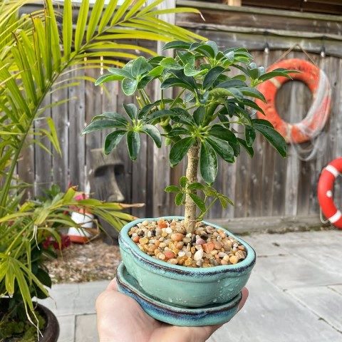 استفاده از شفلرا برای طراحی فضای سبز داخل منزل