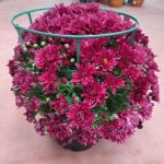 گل داوودی مناسب برای طراحی فضاهای عمومی بزرگ