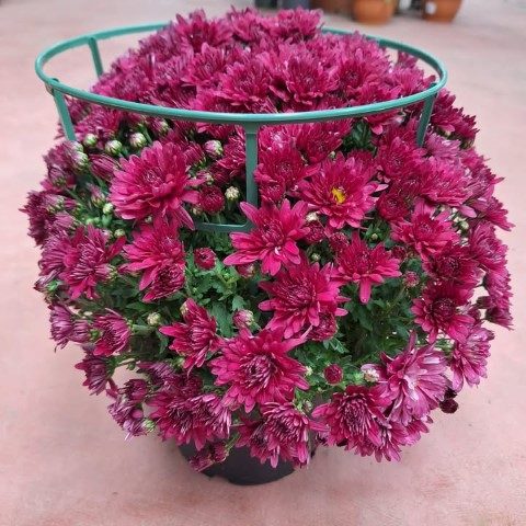 گل داوودی مناسب برای طراحی فضاهای عمومی بزرگ