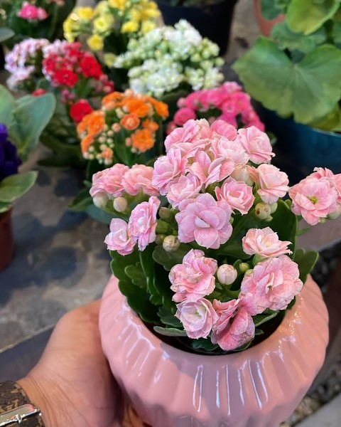 خرید کالانکوئه برای تزئین محیط‌های کم‌نور