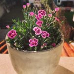 سفارش آنلاین میخک برای مناسبت‌های خاص