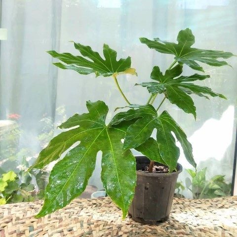 استفاده از آرالیای برگ پهن ژاپنی در طراحی داخلی خانه‌های کوچک و آپارتمان‌ها