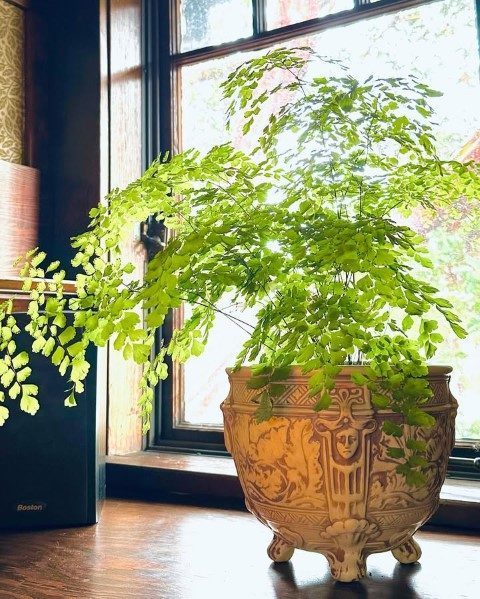 خرید پرسیاوشان برای طراحی باغ‌های عمودی