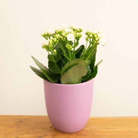 خرید کالانکوئه برای تزئین فضای فصول مختلف