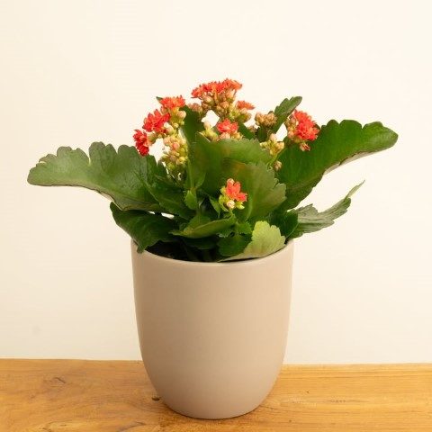 کالانکوئه مناسب برای استفاده در حمام