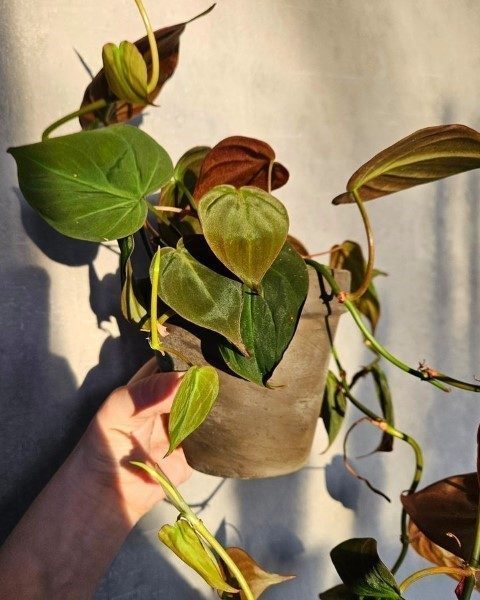 فیلودندرون برگ قلبی برای محیط‌های دارای تهویه مناسب