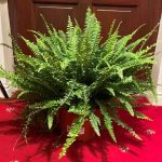 خرید سرخس بوستون برای ایجاد فضای سبز طبیعی در دفتر کار