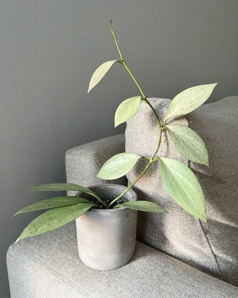 گیاه شمعی مناسب برای فضای آشپزخانه