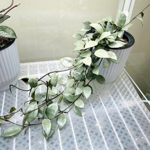 گیاه شمعی برای تزئین دفتر کار