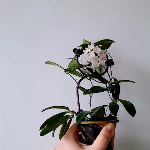 گیاه شمعی برای طراحی فضای سبز منزل