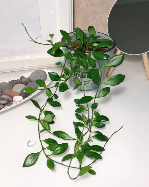 گیاه شمعی برای فضاهای کوچک آپارتمانی
