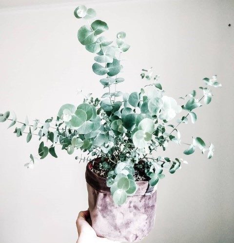 گیاه اکالیپتوس مناسب برای ایجاد فضای سبز در دفاتر کار