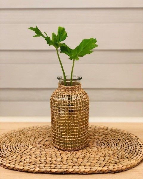 خرید فیلودندرون برگ انجیری برای فضای داخلی دفتر