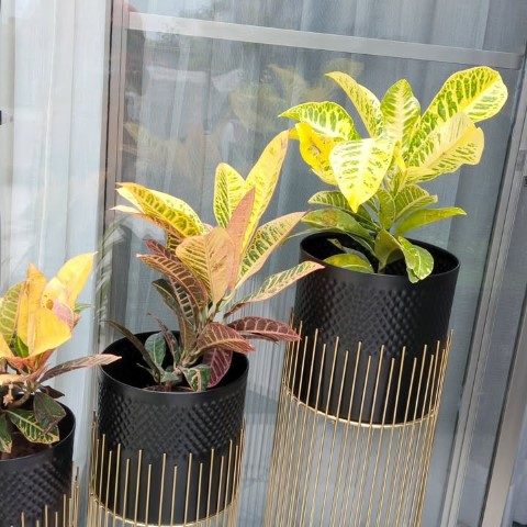 خرید گیاه کروتون برای فضای رنگارنگ