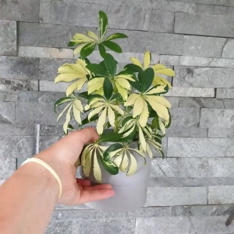 گیاه شفلرا برای نصب در کنار پنجره