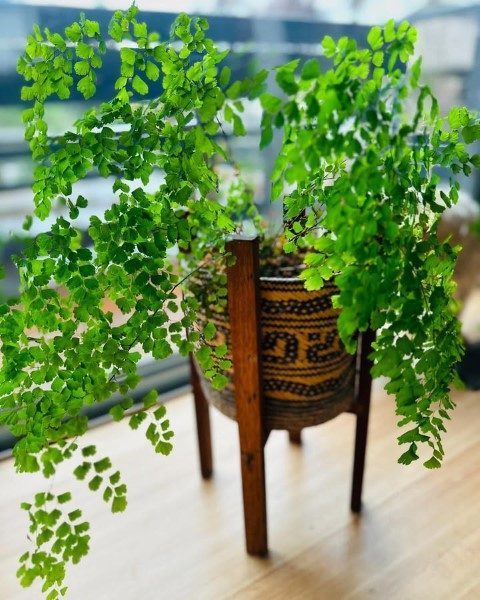 خرید پرسیاوشان برای فضای سبز حمام