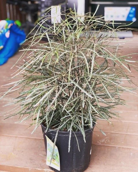 گیاه آرالیا دروغین برای ایجاد فضای سبز در اتاق خواب