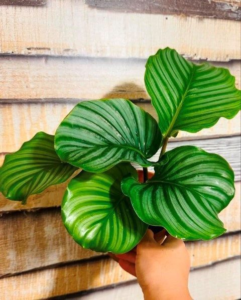 کالاتیا اوربیفولیا مناسب برای فضای سبز آپارتمانی