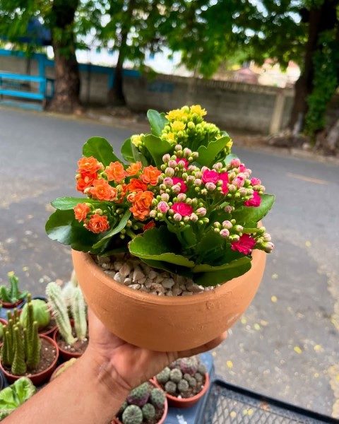کالانکوئه گیاهی مقاوم برای نگهداری در منزل
