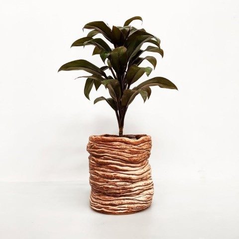 استفاده از گیاه کردیلین برای فضاهای آرامش‌بخش