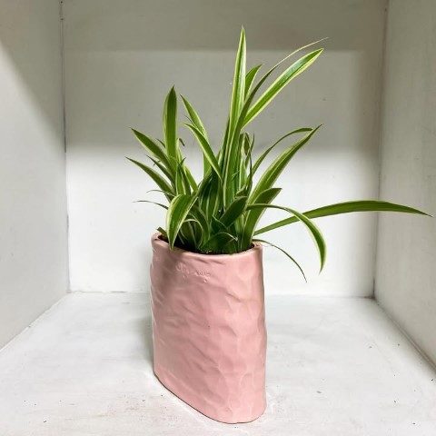 گیاه سنجاقی برای تزئین فضاهای مختلف در محیط کاری