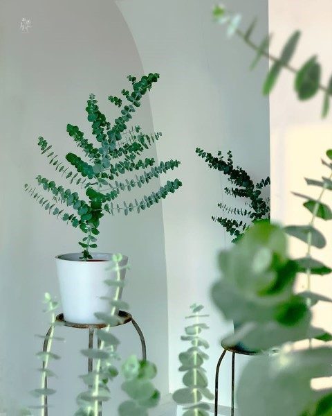 گیاه اکالیپتوس مناسب برای ایجاد حس آرامش در محیط کار