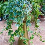 خرید پاپیتال برای زیباسازی فضای داخلی مغازه‌ها