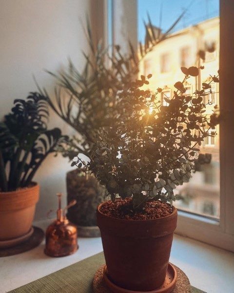 گیاه اکالیپتوس برای طراحی فضای داخلی آپارتمان