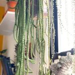 سفارش کاکتوس هنگینگ برای طراحی فضای نشیمن